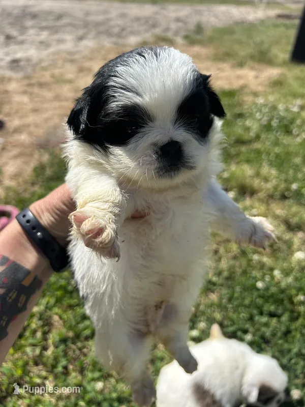 Strudel — Black and white female – Pekingese puppy for sale in Sneads Ferry, NC
