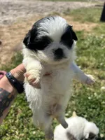 Strudel — Black and white female, a female Pekingese for sale in Sneads Ferry, NC – 1 of 2