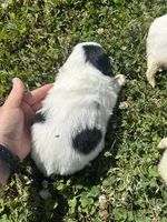 Strudel — Black and white female, a female Pekingese for sale in Sneads Ferry, NC – 2 of 2