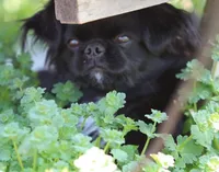 Black female 1, a female Pekingese for sale in Sneads Ferry, NC – Photo 2 of 3