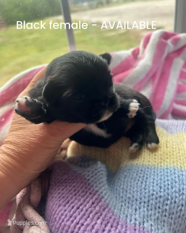 Black female 1 – Pekingese puppy for sale in Sneads Ferry, NC