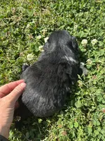 Toffee - Black Female, a female Pekingese for sale in Sneads Ferry, NC – 2 of 2