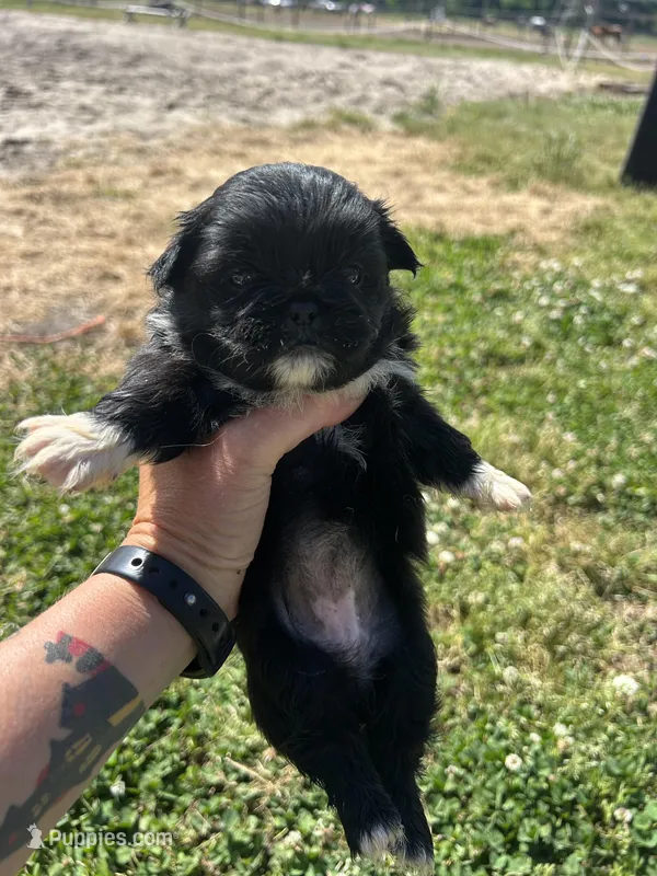Toffee - Black Female – Pekingese puppy for sale in Sneads Ferry, NC