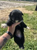 Toffee - Black Female, a female Pekingese for sale in Sneads Ferry, NC – 1 of 2
