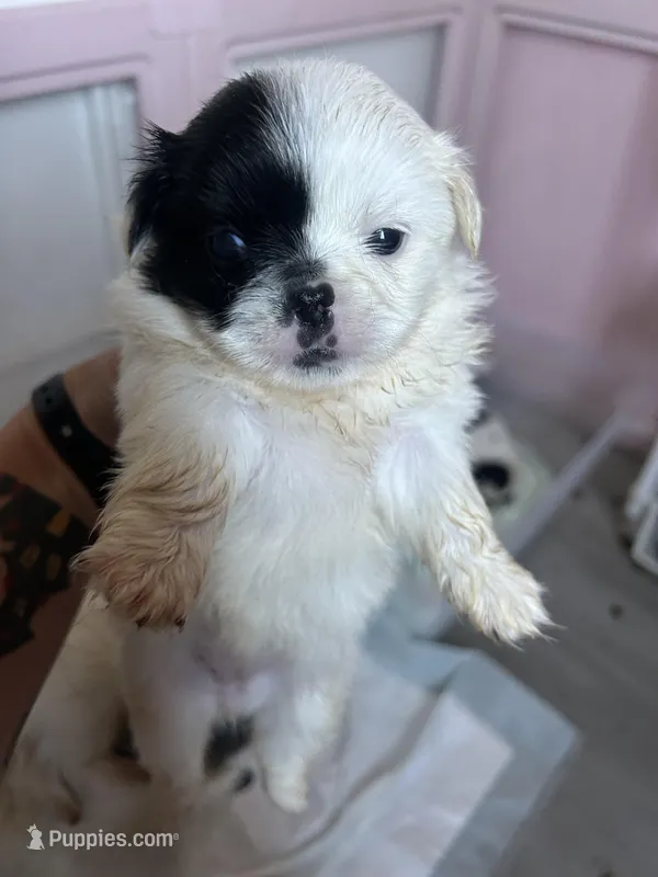 Black and white parti with blue eyes 1 – Pekingese puppy for sale in Sneads Ferry, NC