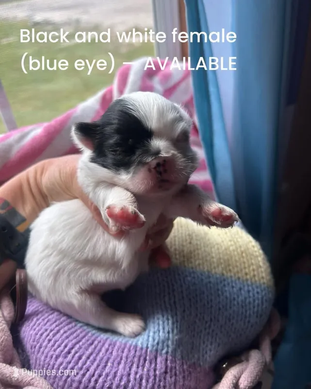 Black and white parti with blue eyes 1 – Pekingese puppy for sale in Sneads Ferry, NC