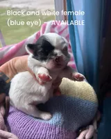 Black and white parti with blue eyes 1, a female Pekingese for sale in Sneads Ferry, NC – Photo 1 of 3