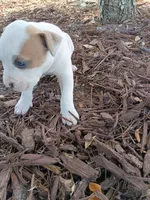 Samson , a female Staffordshire Bull Terrier for sale in Kissimmee, FL – 5 of 9