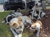 Samson , a female Staffordshire Bull Terrier for sale in Kissimmee, FL – 8 of 9