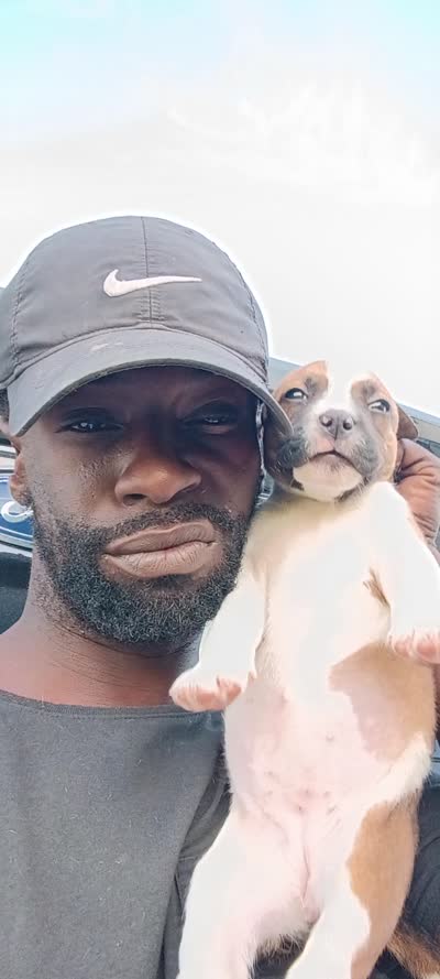 Samson , a female Staffordshire Bull Terrier for sale in Kissimmee, FL – 9 of 9
