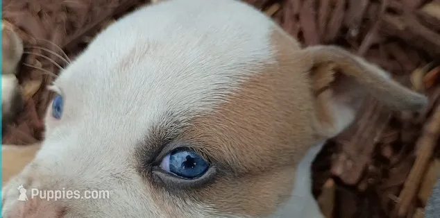 Samson  – Staffordshire Bull Terrier puppy for sale in Kissimmee, FL