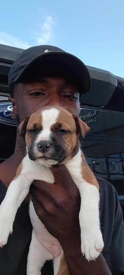 Samson , a female Staffordshire Bull Terrier for sale in Kissimmee, FL – 7 of 9