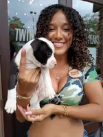 Samson , a female Staffordshire Bull Terrier for sale in Kissimmee, FL – 2 of 9
