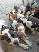 Samson , a female Staffordshire Bull Terrier for sale in Kissimmee, FL – 4 of 9