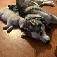 processed/95d107e2-fdb1-4c46-9886-f76cdfe8917b/facility/57cb044a-77c8-499c-95ae-38a4f6589235