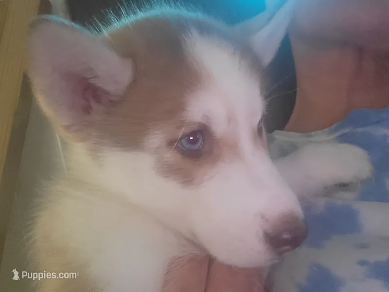 Arya – Siberian Husky puppy for sale in Washington, NC