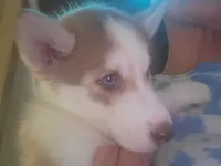 Arya, a female Siberian Husky for sale in Washington, NC – 1 of 7