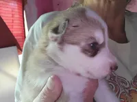 Loki, a male Siberian Husky for sale in Washington, NC – 2 of 2
