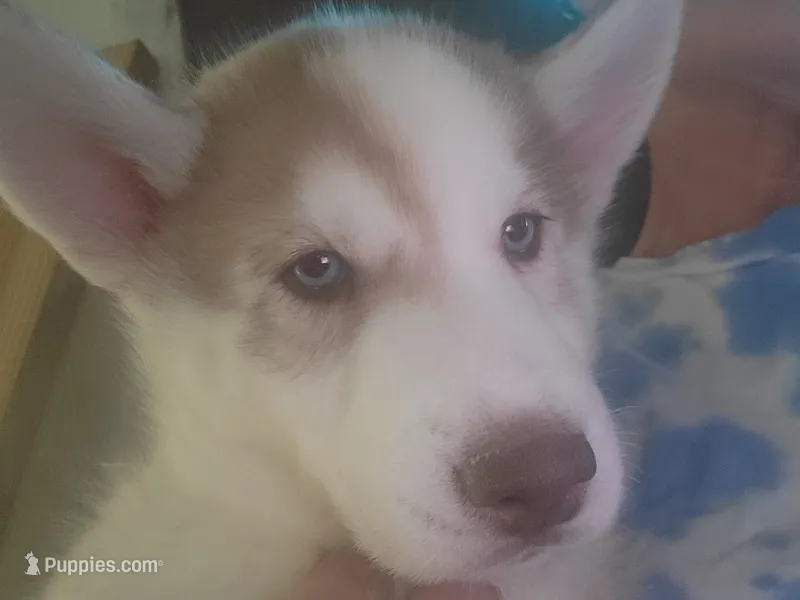 Loki – Siberian Husky puppy for sale in Washington, NC