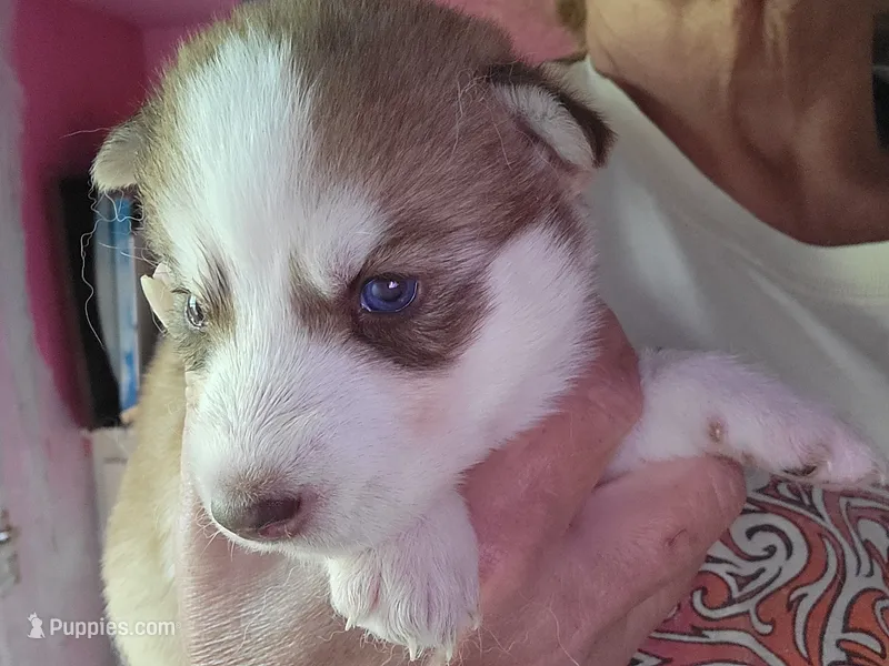 Arya – Siberian Husky puppy for sale in Washington, NC