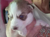 Arya, a female Siberian Husky for sale in Washington, NC – 1 of 2