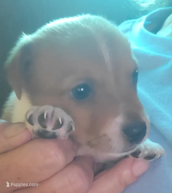 Knox – Jack Russell Terrier puppy for sale in Washington, NC