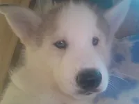 Timber, a male Siberian Husky for sale in Washington, NC – 5 of 5
