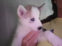 Timber, a male Siberian Husky for sale in Washington, NC – 3 of 5