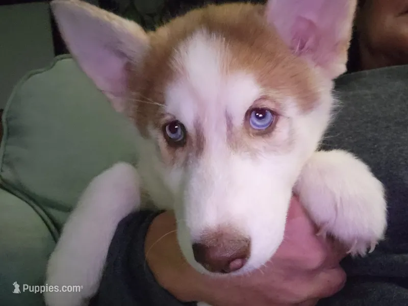 Arya – Siberian Husky puppy for sale in Washington, NC