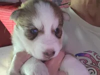 Arya, a female Siberian Husky for sale in Washington, NC – 2 of 2