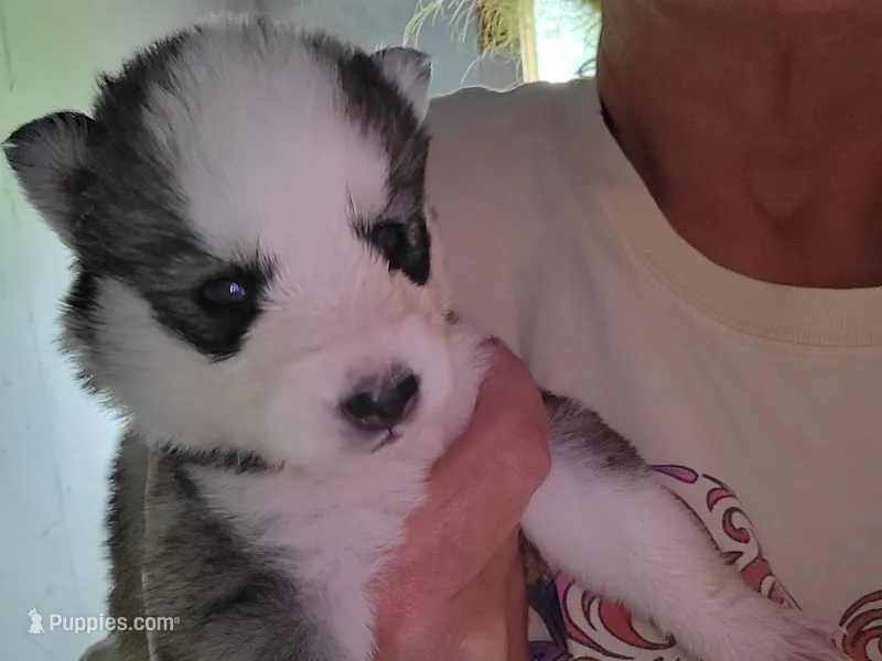 Freya – Siberian Husky puppy for sale in Washington, NC