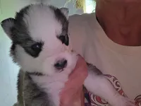 Freya, a female Siberian Husky for sale in Washington, NC – 1 of 2