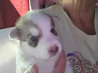 Loki, a male Siberian Husky for sale in Washington, NC – 1 of 2