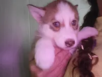 Arya, a female Siberian Husky for sale in Washington, NC – 4 of 7