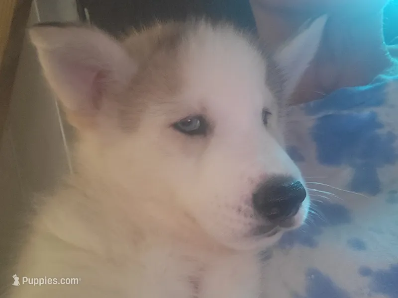 Timber – Siberian Husky puppy for sale in Washington, NC