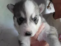 Thor, a male Siberian Husky for sale in Washington, NC – 2 of 2