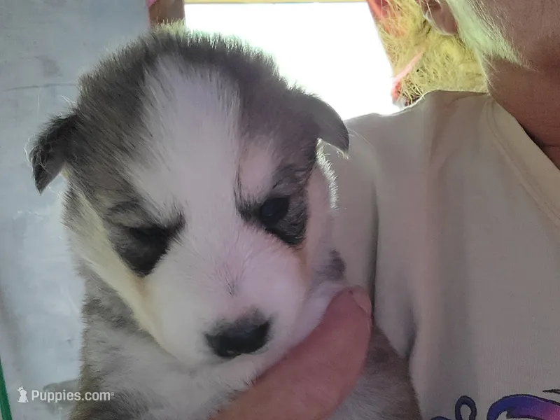 Rayna – Siberian Husky puppy for sale in Washington, NC