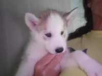 Timber, a male Siberian Husky for sale in Washington, NC – 4 of 5