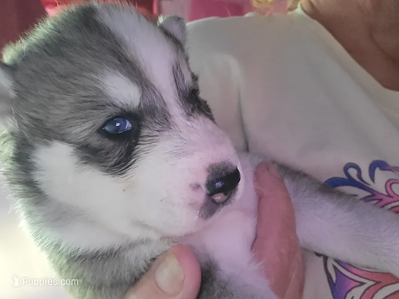 Thor – Siberian Husky puppy for sale in Washington, NC