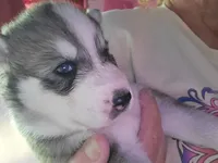 Thor, a male Siberian Husky for sale in Washington, NC – 1 of 2