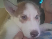 Arya, a female Siberian Husky for sale in Washington, NC – 7 of 7