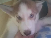 Arya, a female Siberian Husky for sale in Washington, NC – 6 of 7
