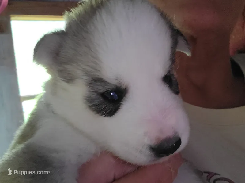 Timber – Siberian Husky puppy for sale in Washington, NC