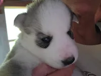 Timber, a male Siberian Husky for sale in Washington, NC – 1 of 1