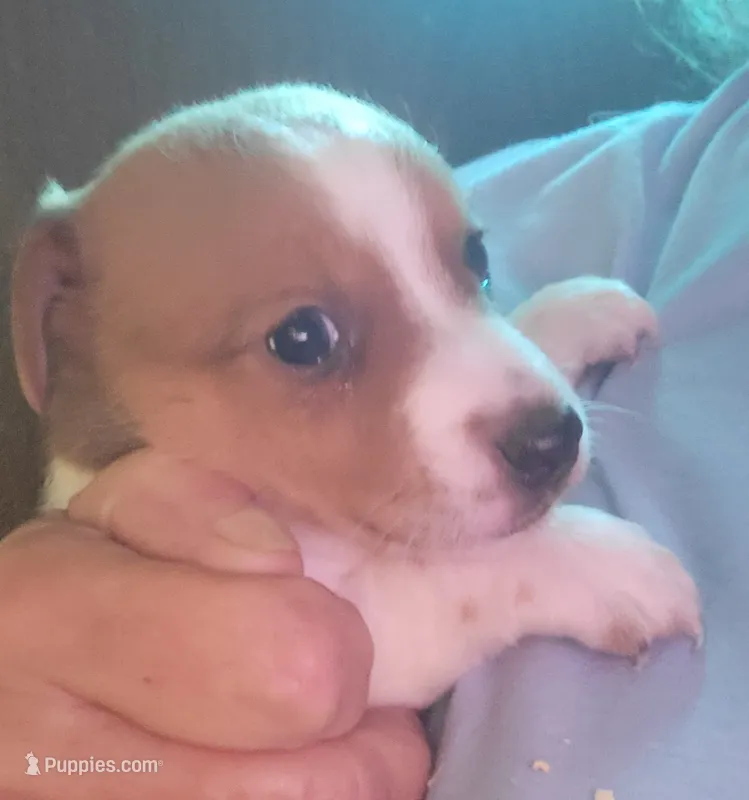 Maddie – Jack Russell Terrier puppy for sale in Washington, NC
