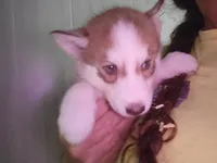 Arya, a female Siberian Husky for sale in Washington, NC – 5 of 7