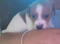 Maddie, a female Jack Russell Terrier for sale in Washington, NC – 2 of 3
