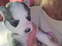 Freya, a female Siberian Husky for sale in Washington, NC – 2 of 2