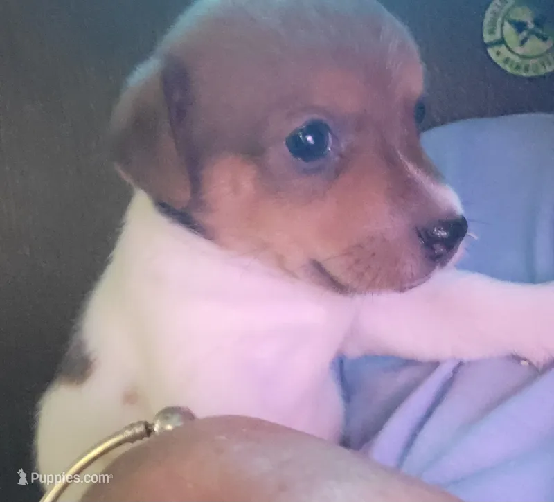 Lexie – Jack Russell Terrier puppy for sale in Washington, NC