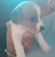 Maddie, a female Jack Russell Terrier for sale in Washington, NC – 3 of 3